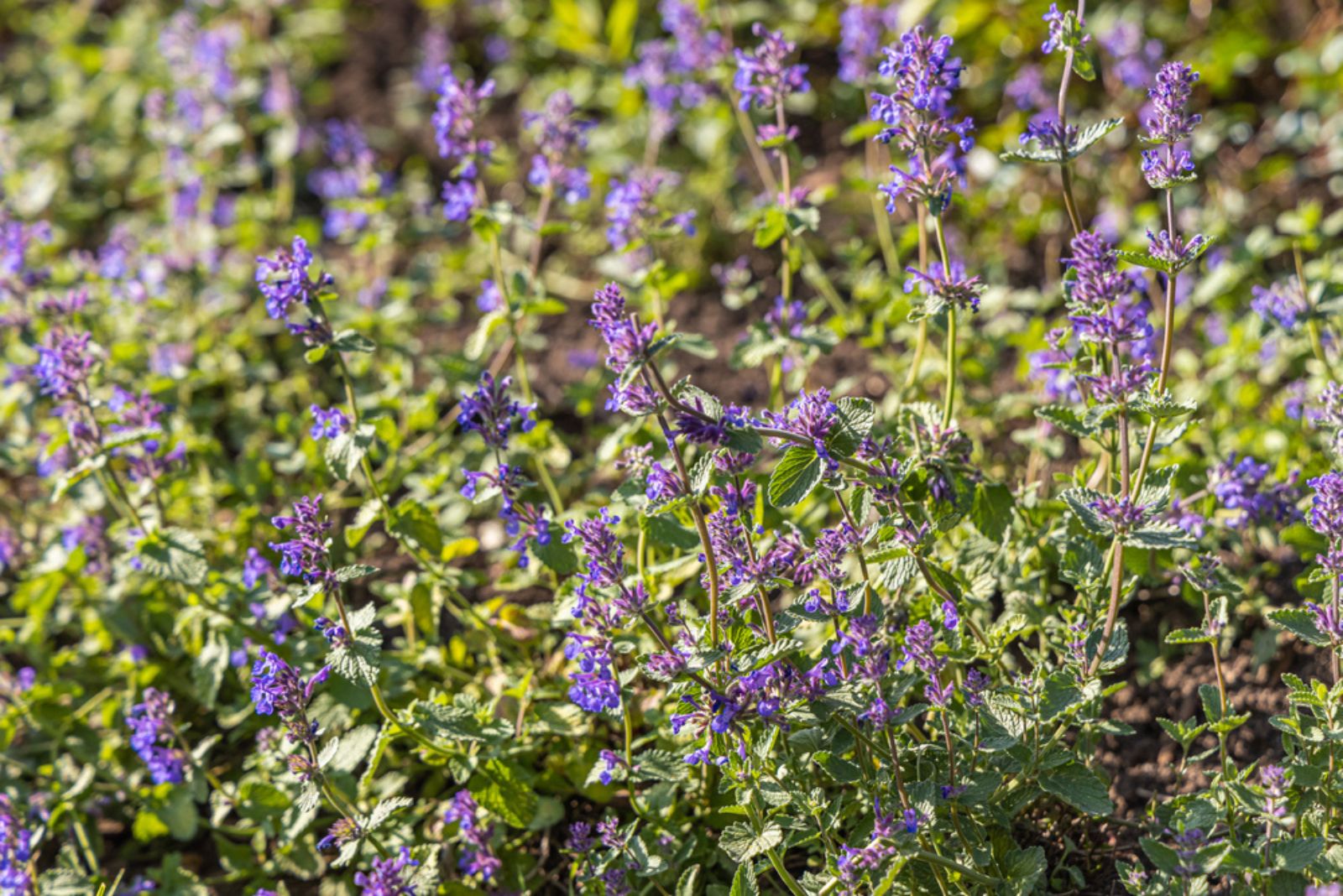 catmint in sun