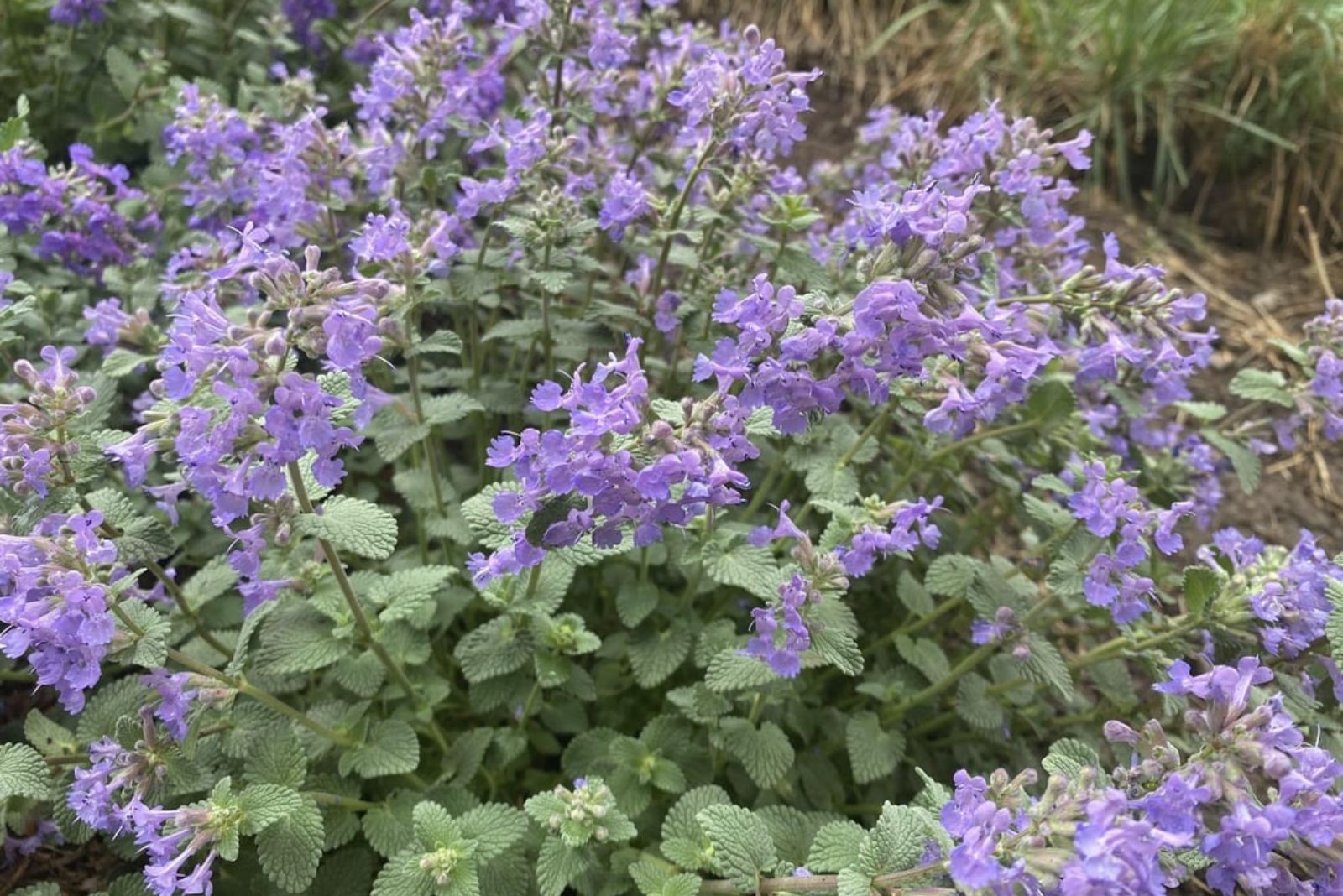 catmint on sunny day