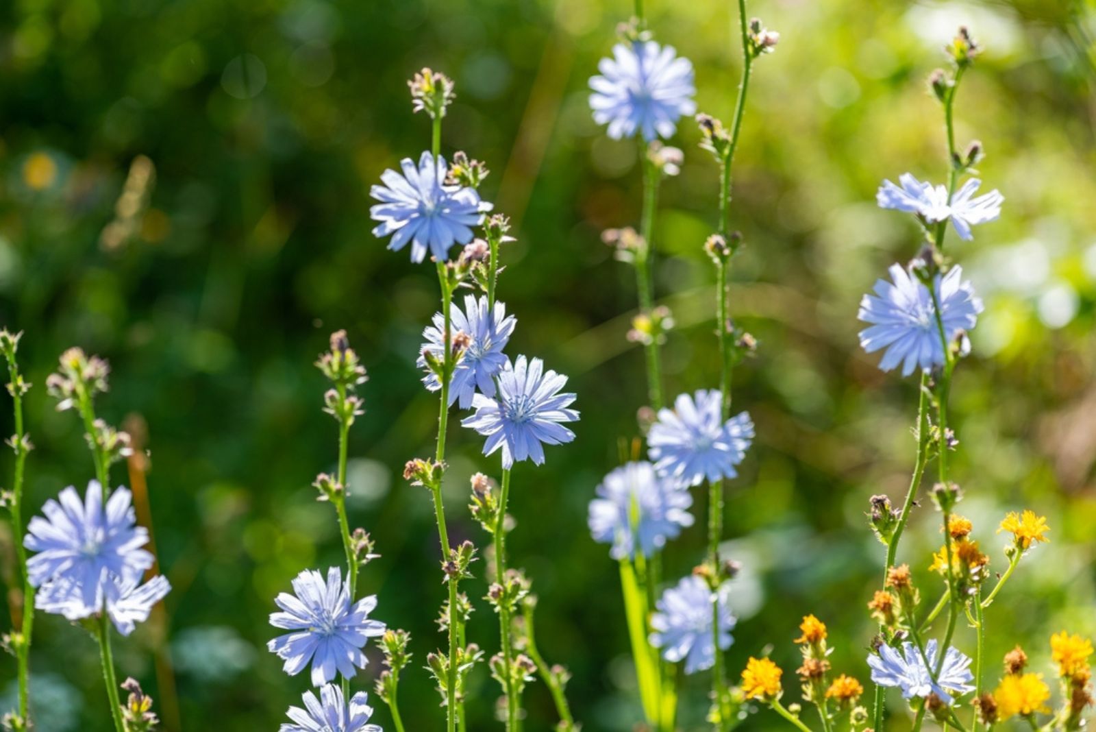 chicory flowers