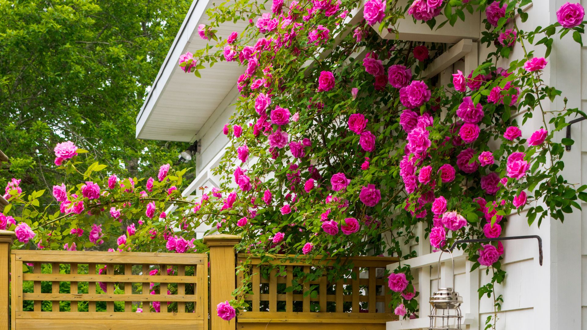 20 Climbing Plants That Will Cover Your Home In Sensational Blooms