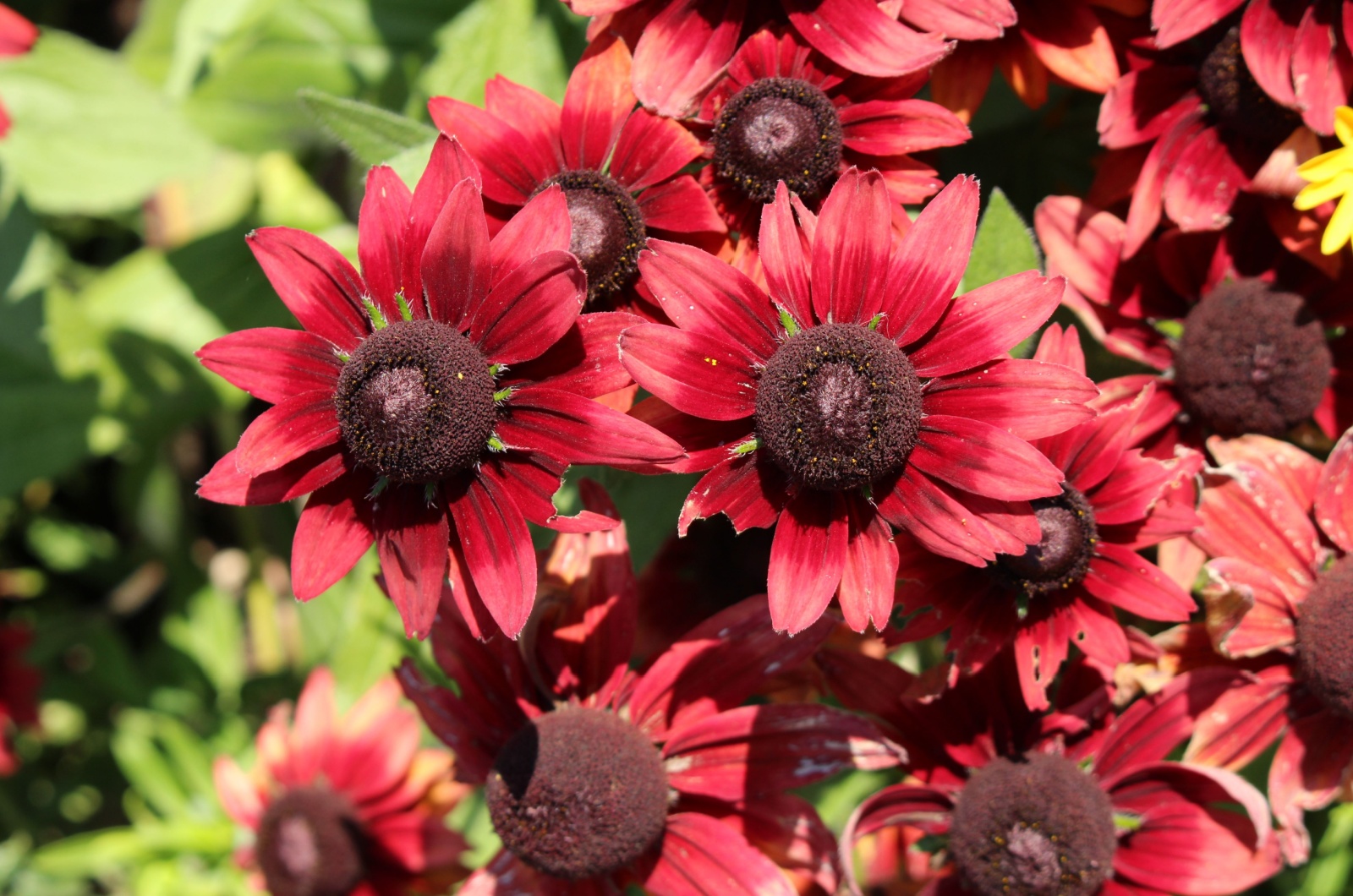 coneflower cherry brandy