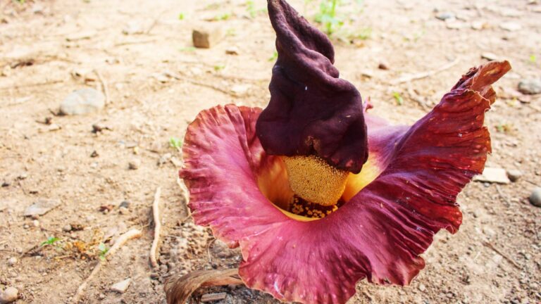 25 Bold And Unique Plants To Take Your Garden Beyond The Basics