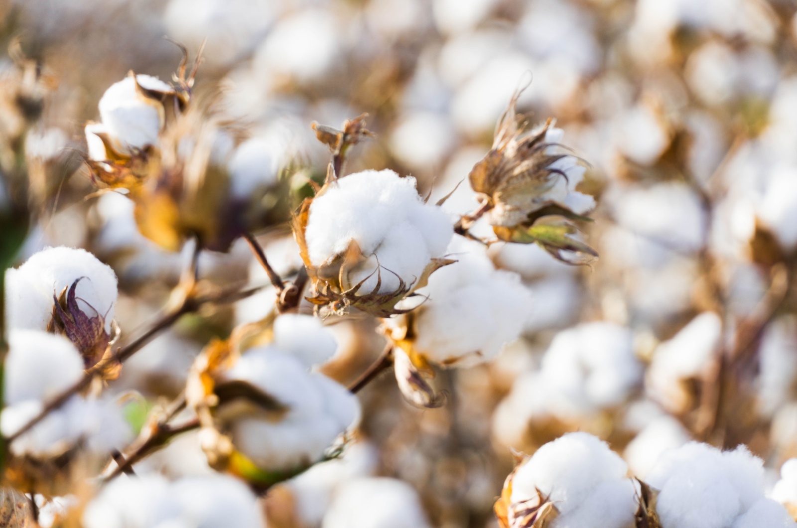 cotton ball branch