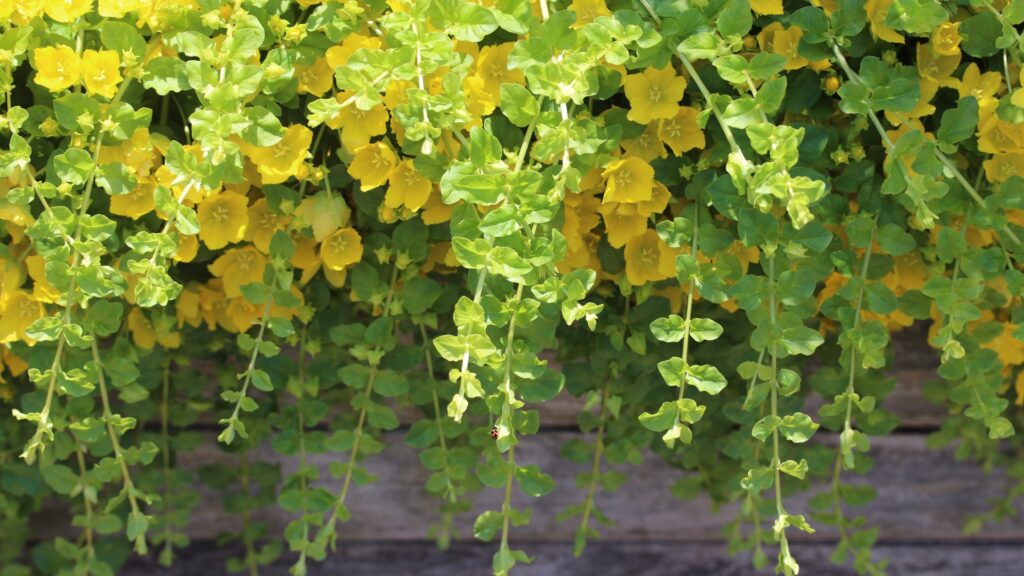 creeping jenny vining plant