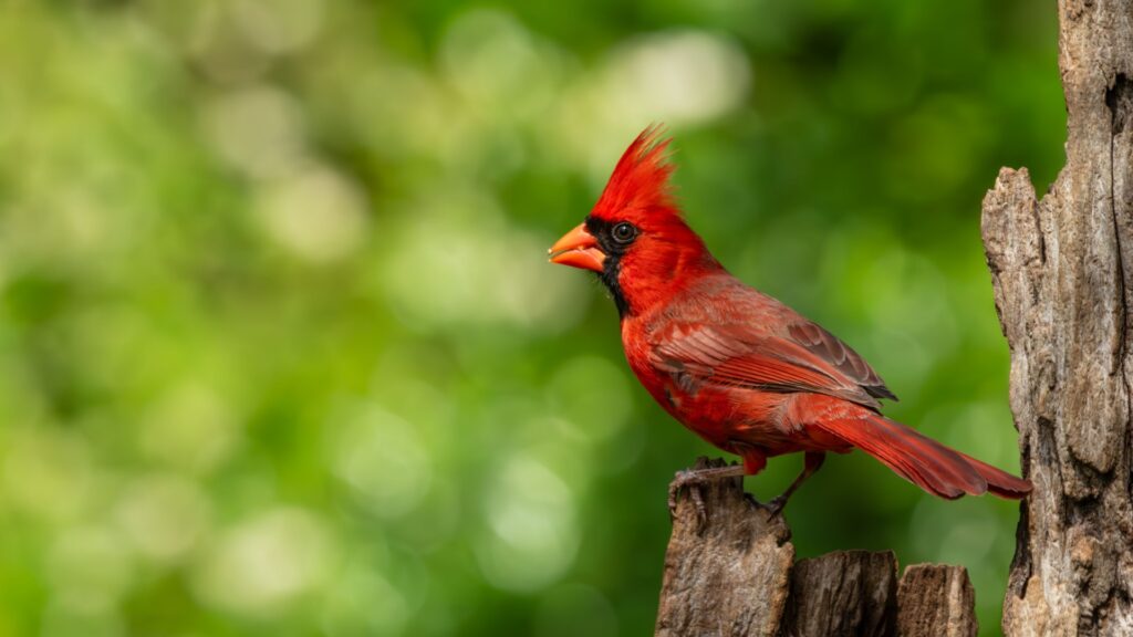 crimson cardinal on a branch