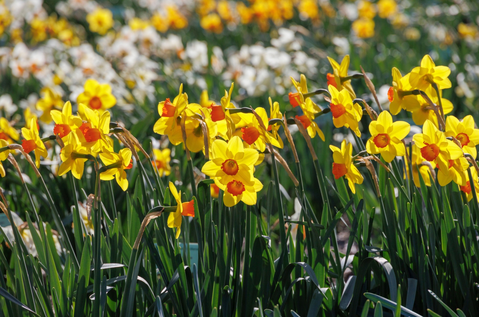 daffodils