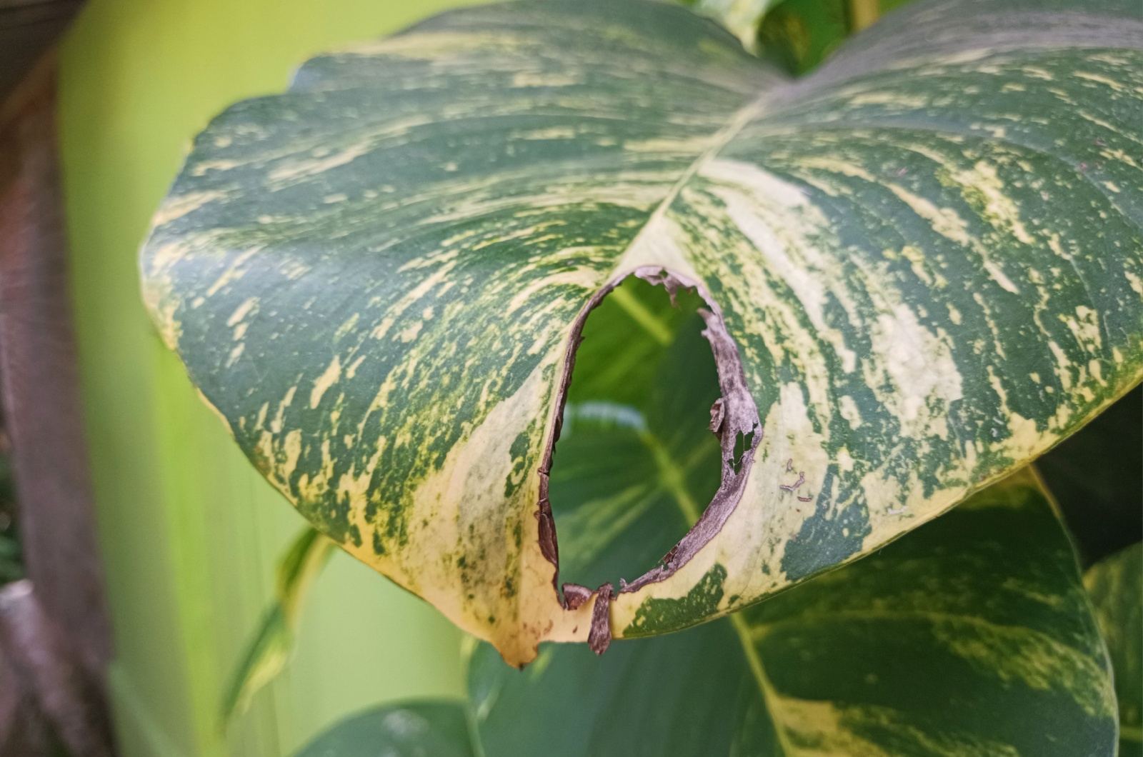 damaged pothos leaves