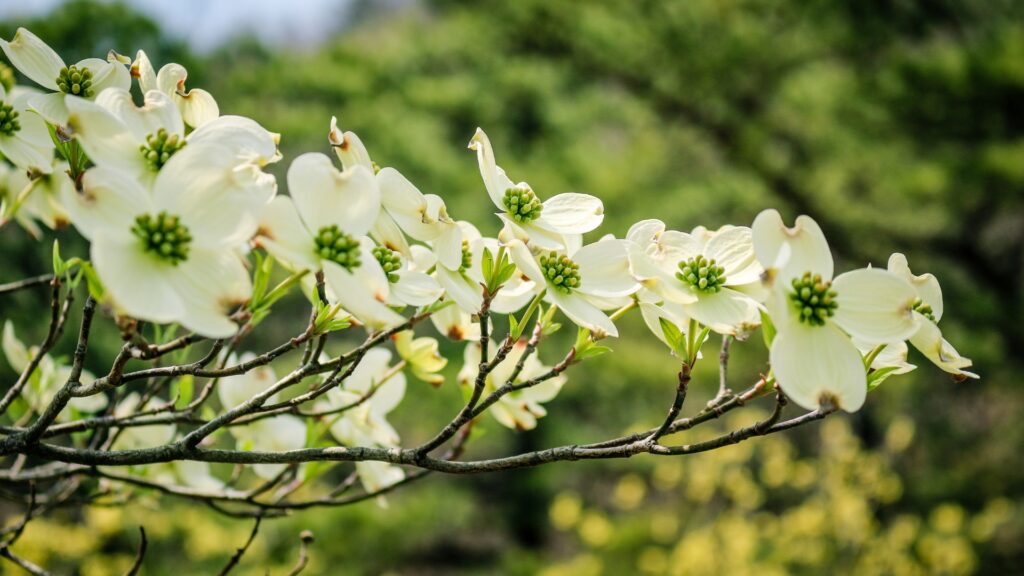 dogwood