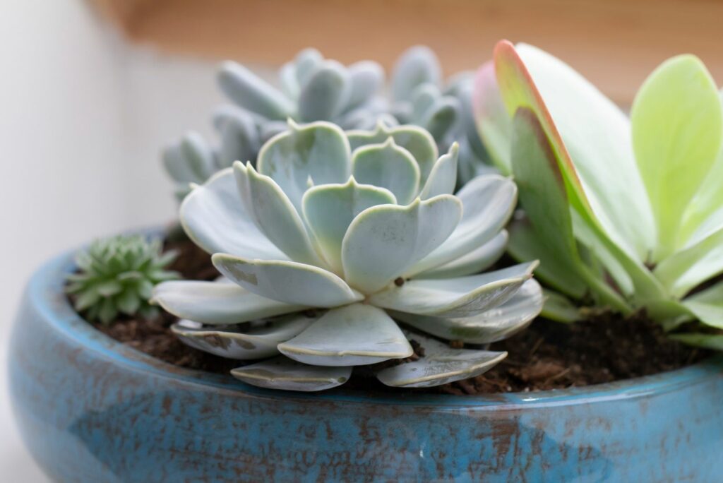 echeveria