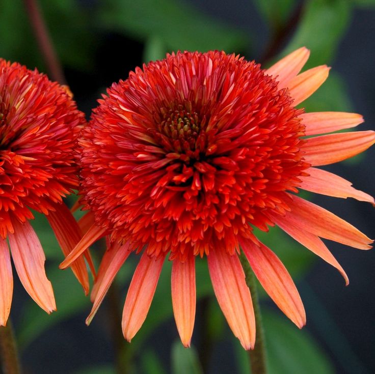 echinacea Coral Reef