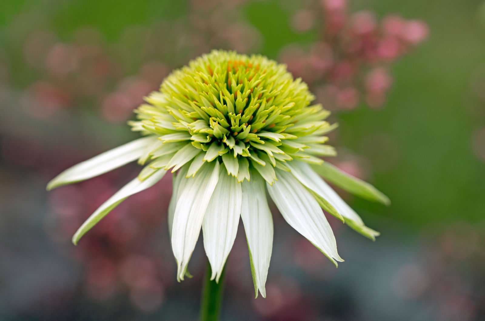 echinacea Milkshake