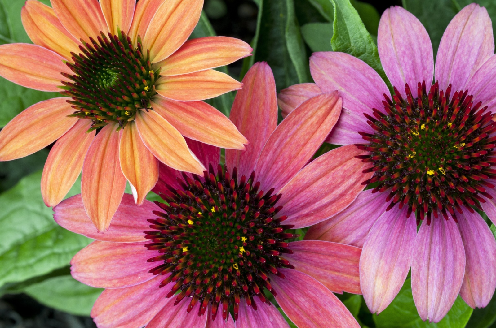 echinacea cheyenne spirit