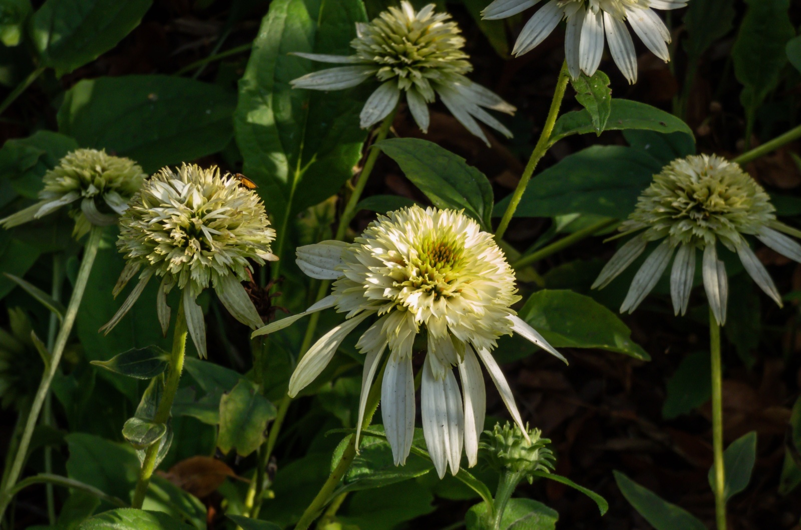 echinacea coconut lime