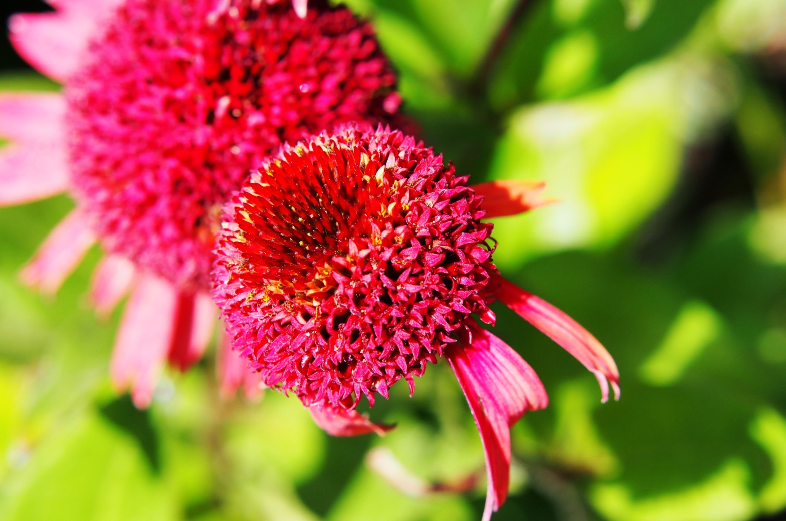 echinacea cranberry cupcake