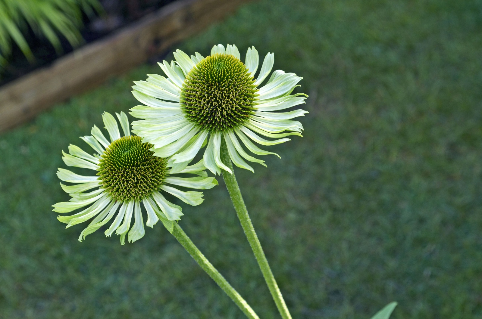 echinacea green envy