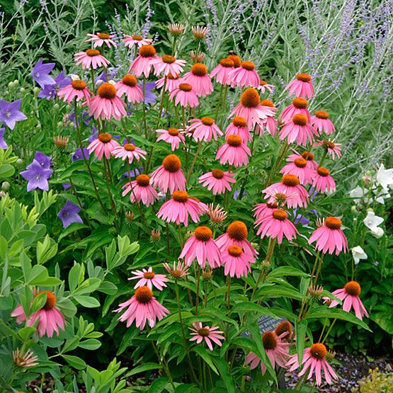 echinacea kim’s knee high