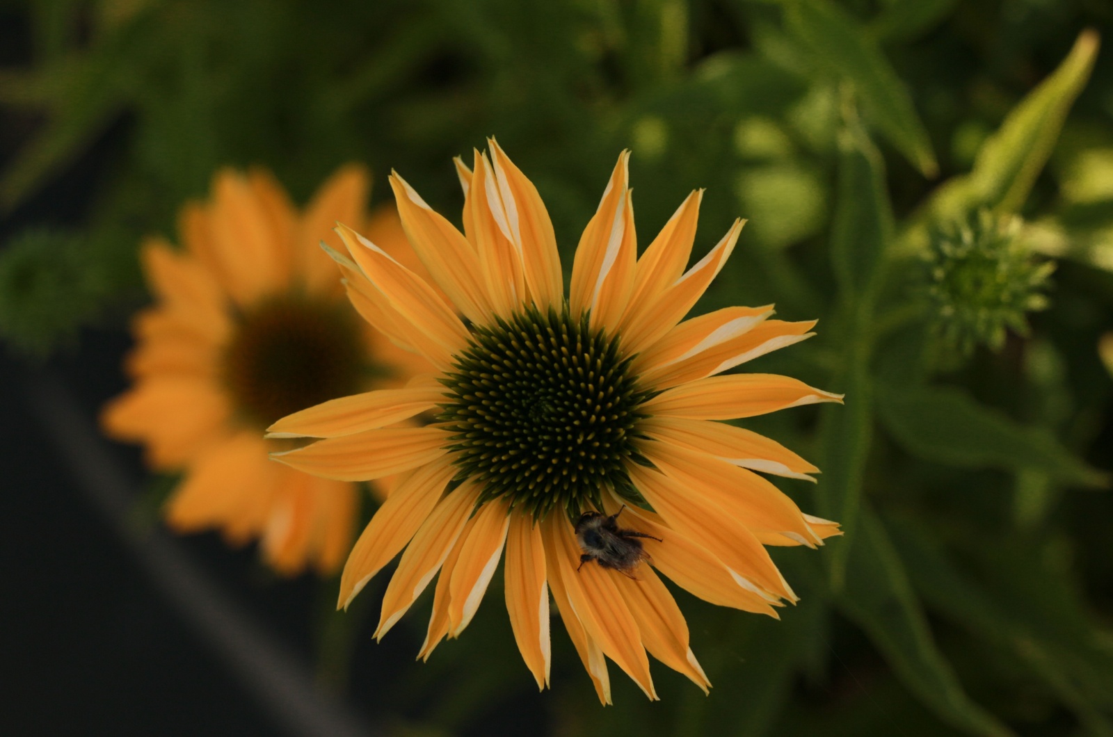 echinacea leilani