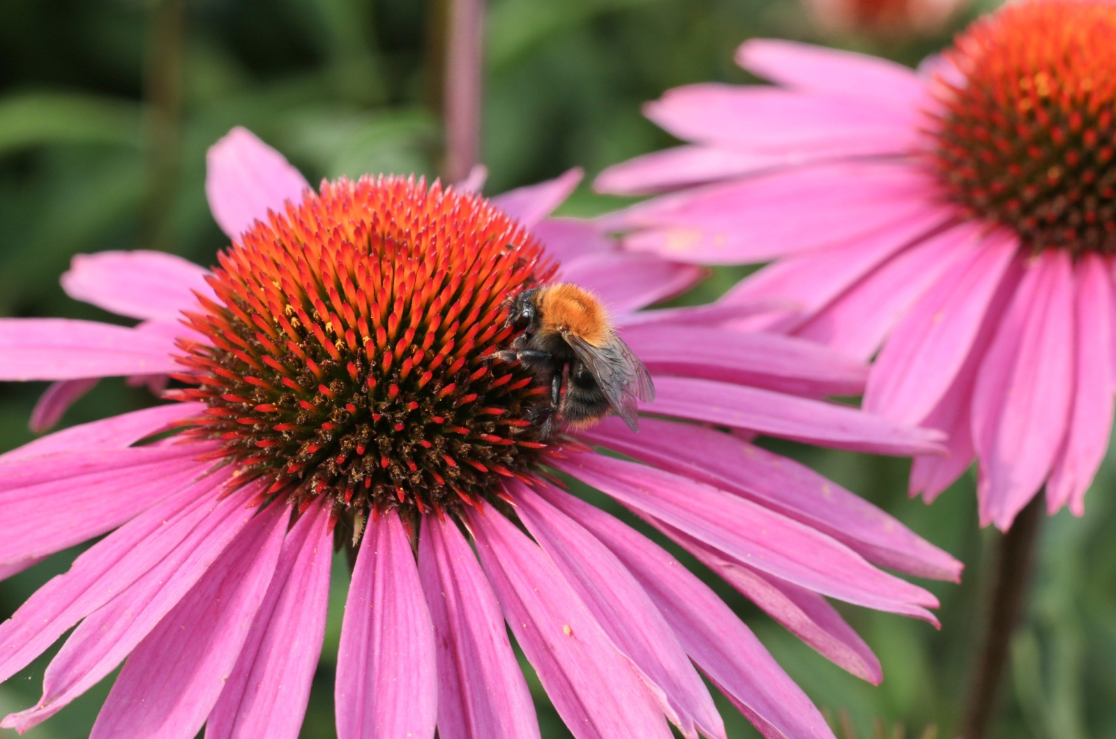 echinacea magnus