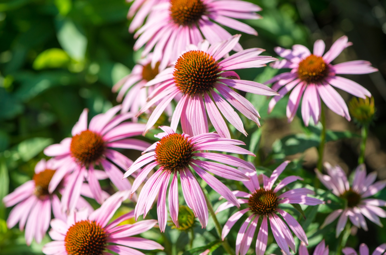 echinacea pica bella