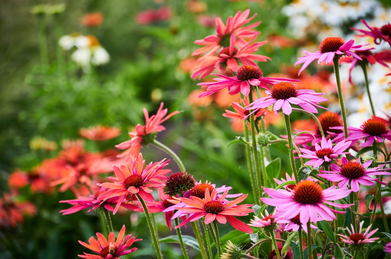 echinacea powwow wild berry