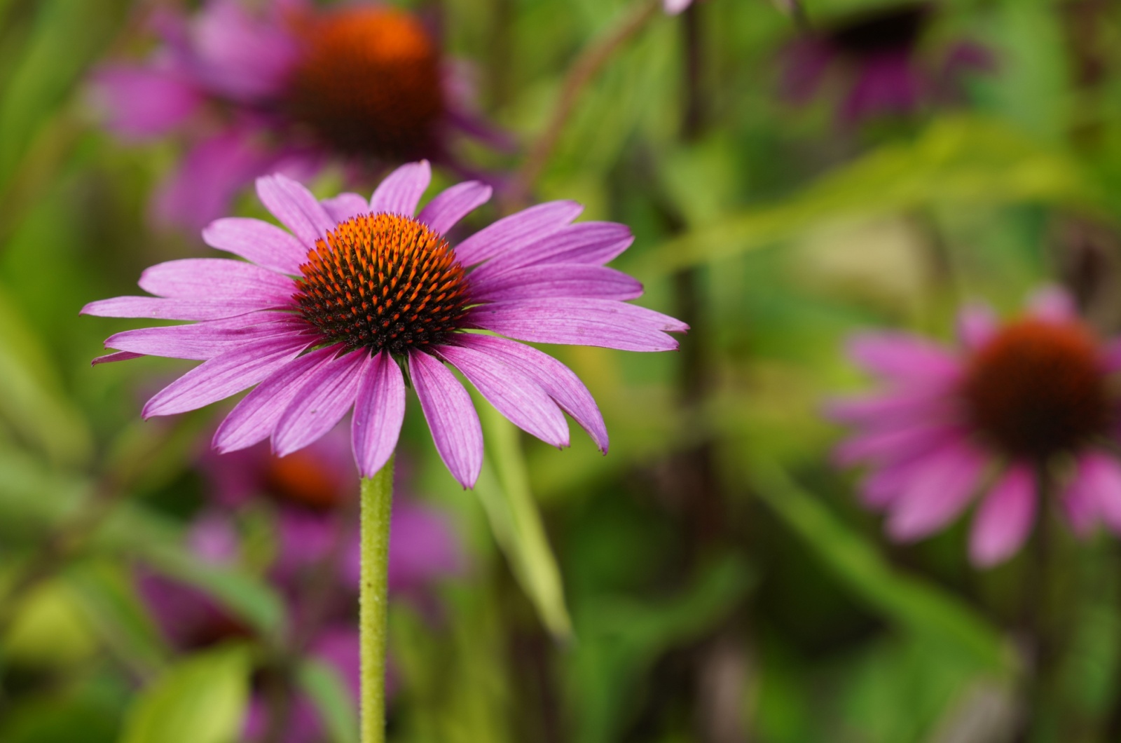 echinacea purple coneflower