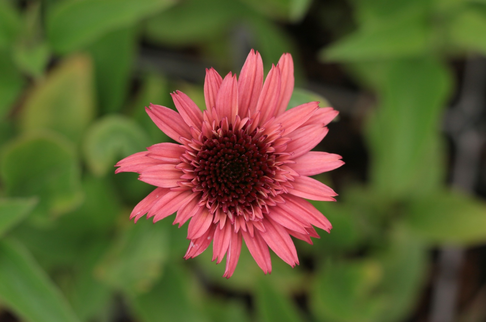 echinacea raspberry truffle