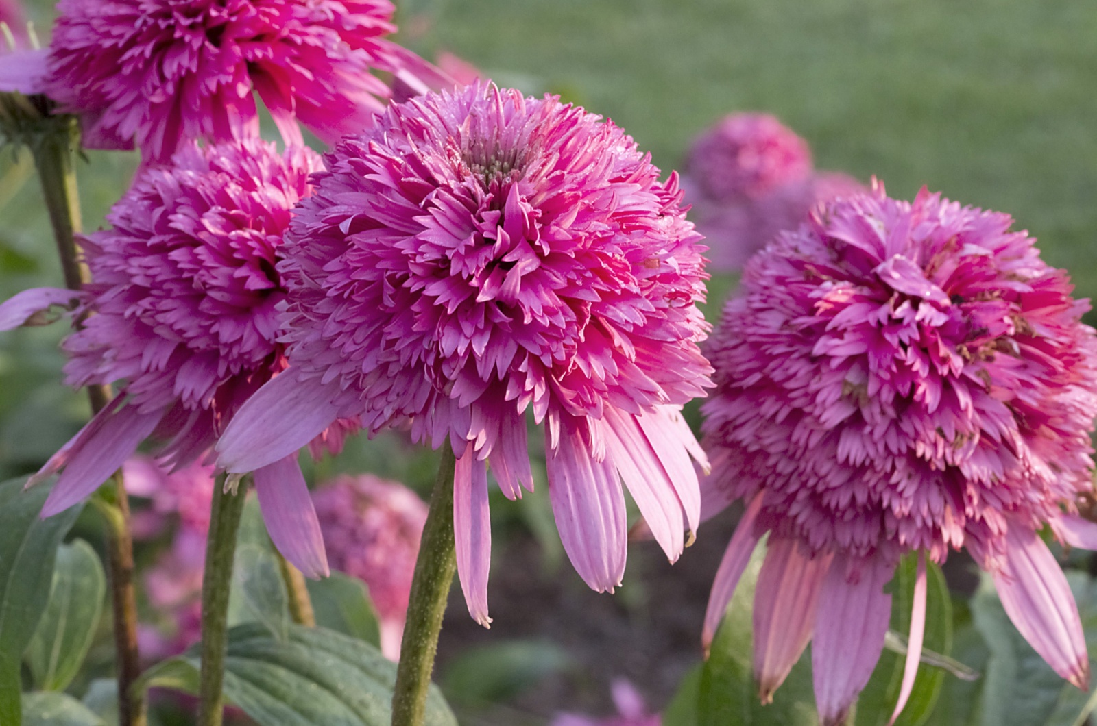 echinacea razzmatazz