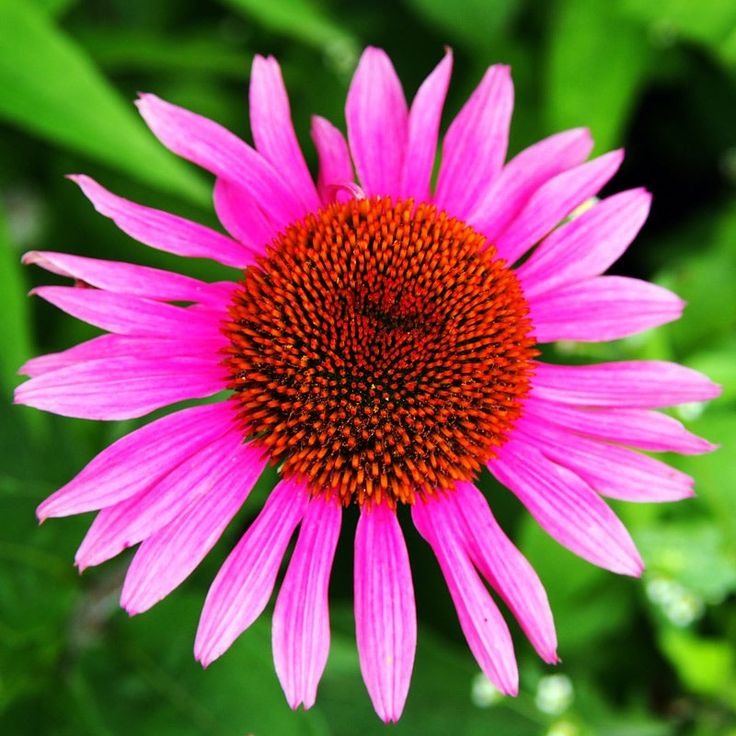 echinacea ruby star