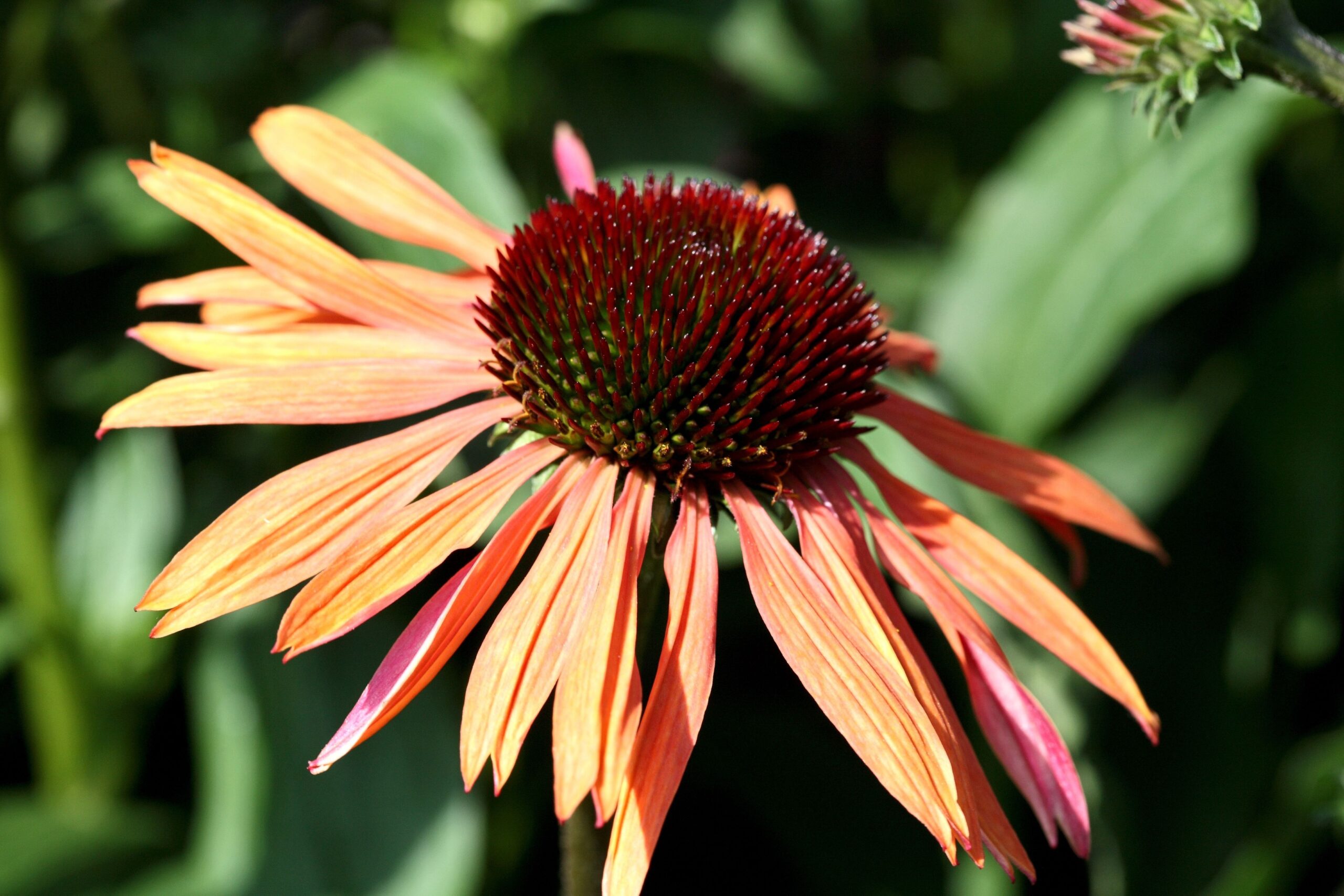 echinacea sundown