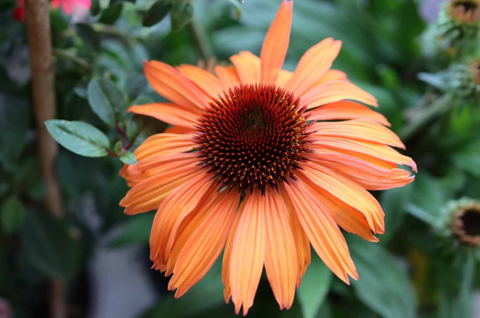 echinacea sunset coneflower