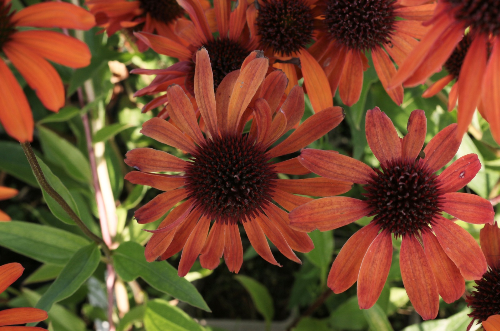 echinacea tiki torch