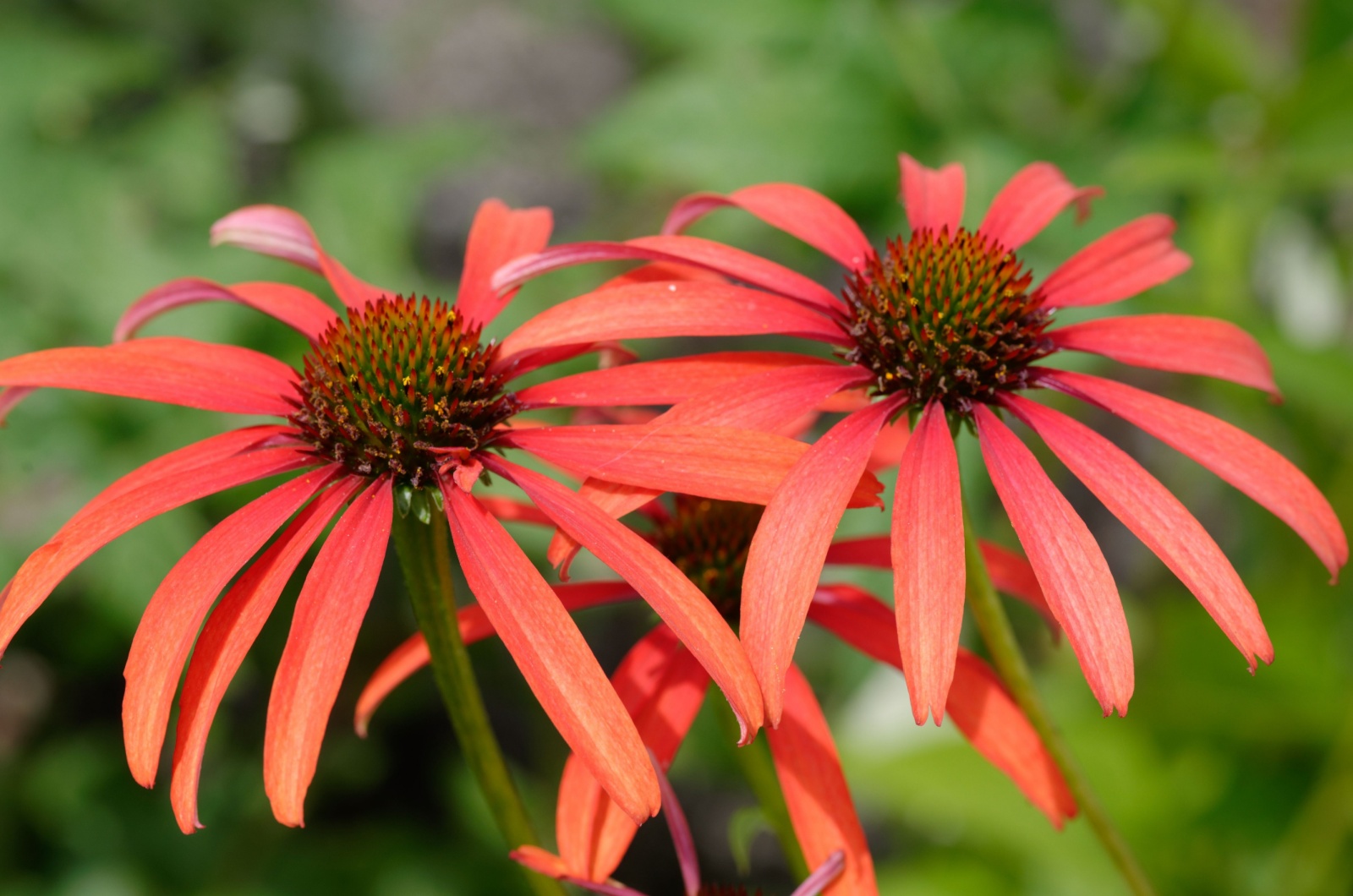 echinacea tomato soup