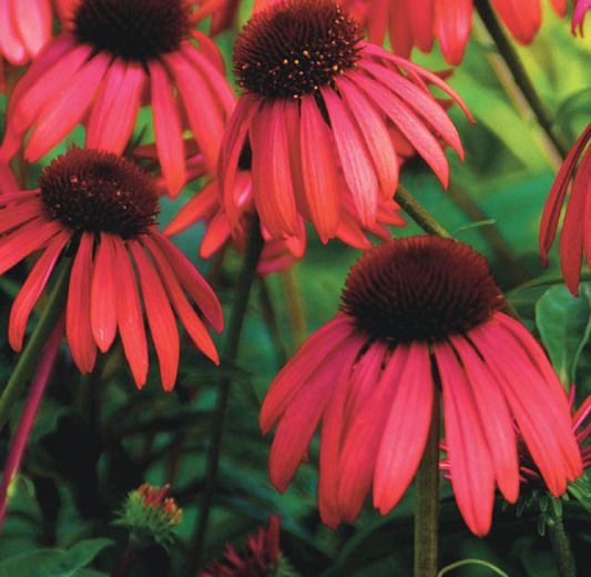 echinacea twilight