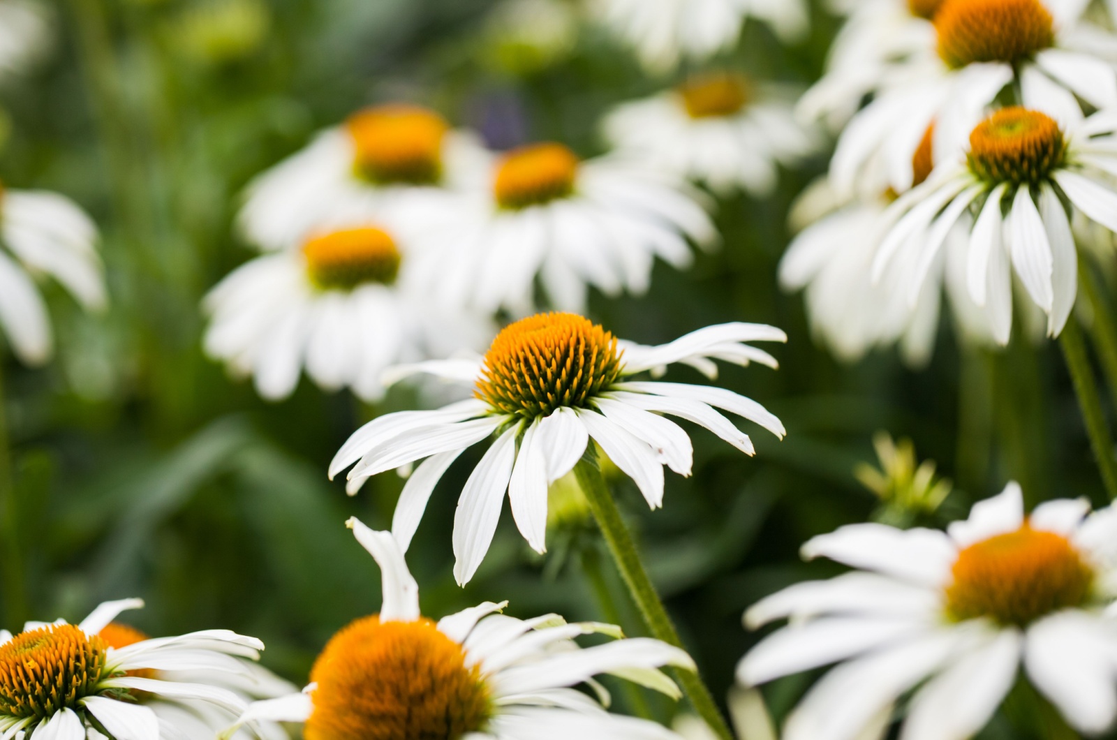 echinacea white swan