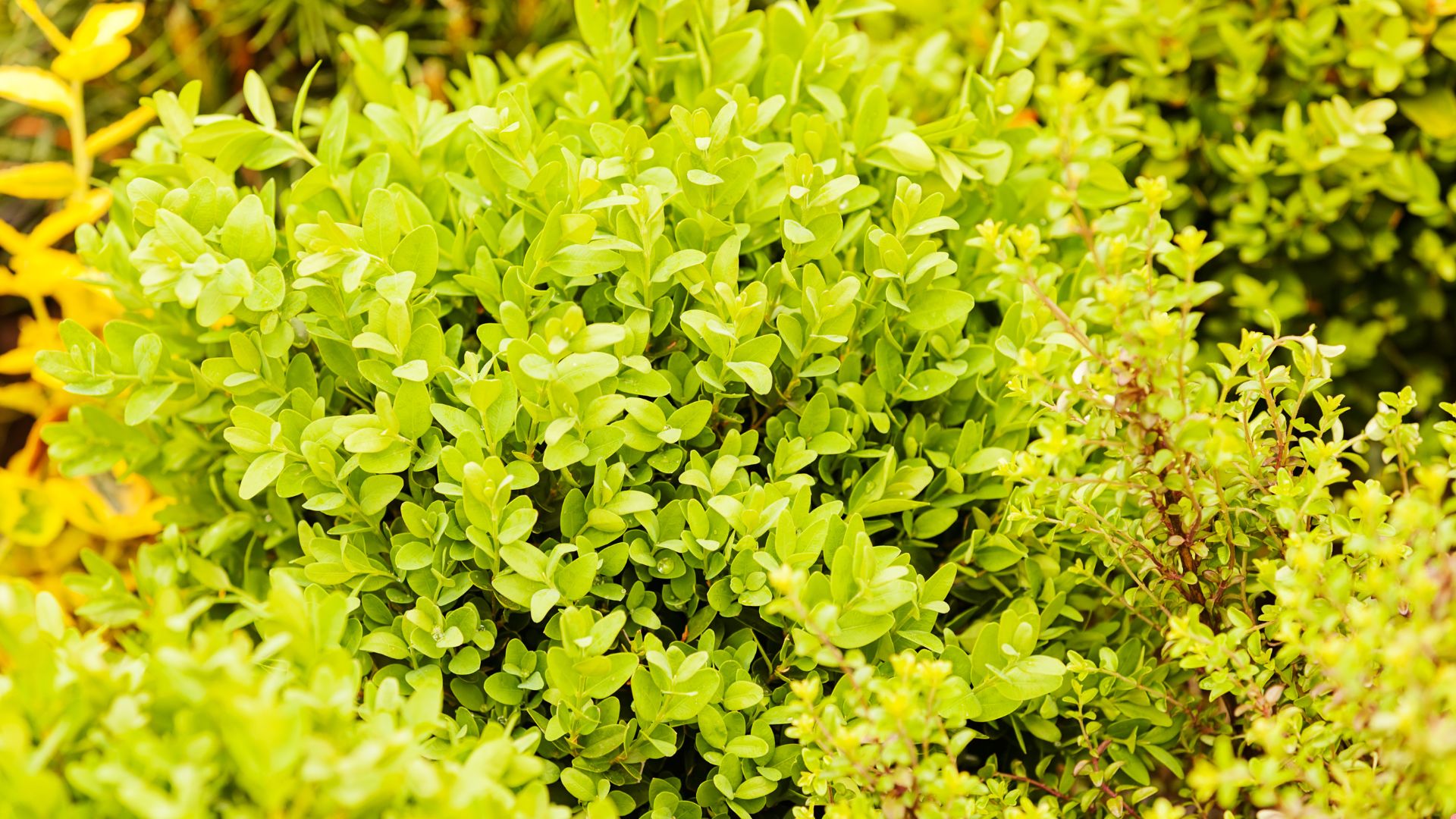 37 Evergreen Shrubs To Plant For Year-Round Beauty