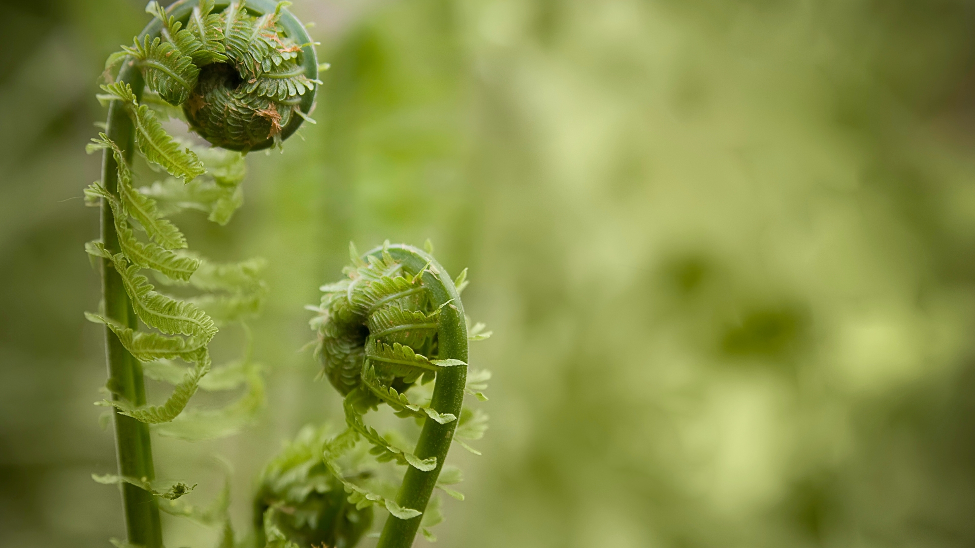 39 Bizarre Plants (Nature’s Supernatural Wonders)