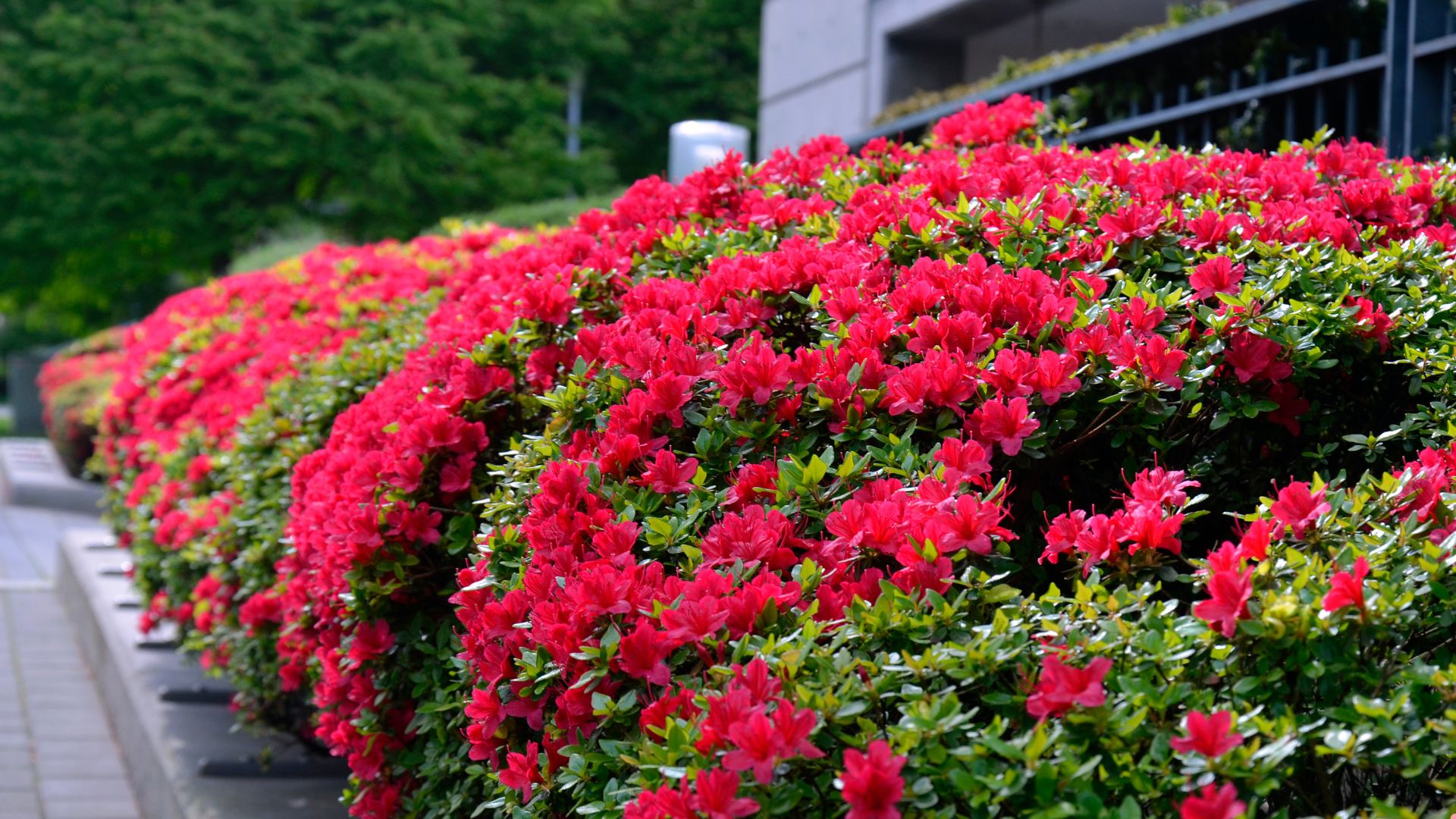 27 Best Flowering Shrubs To Make Your Landscape Sing