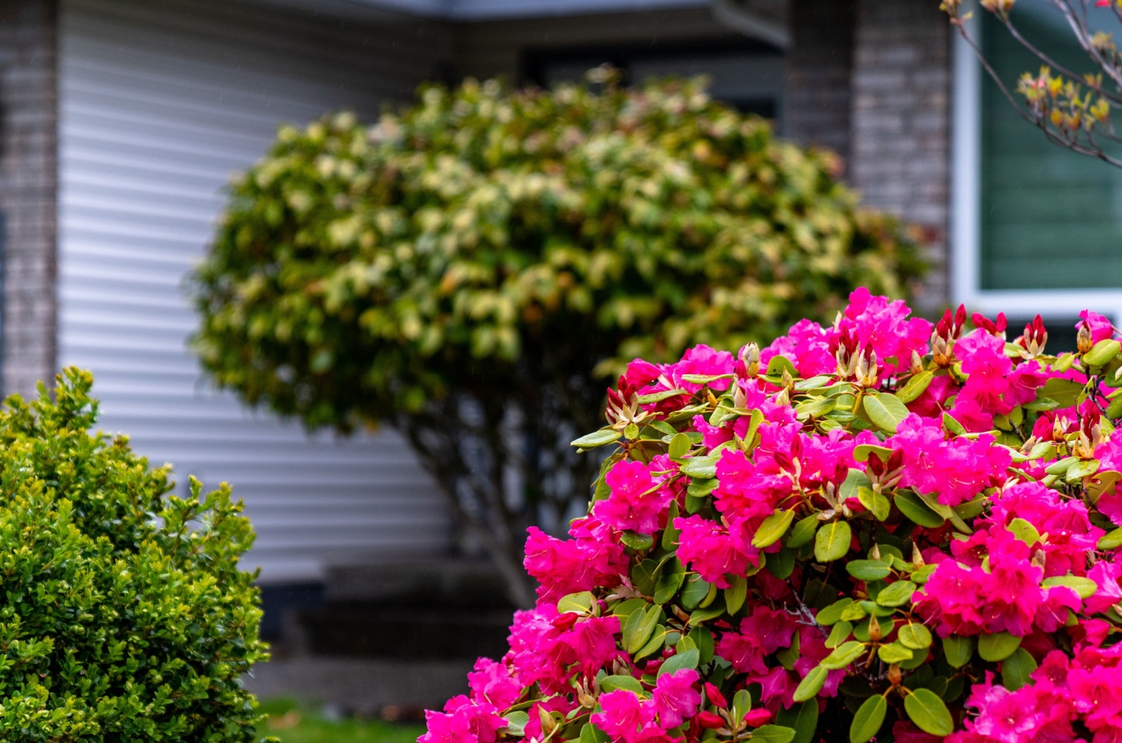 flowers in front yard