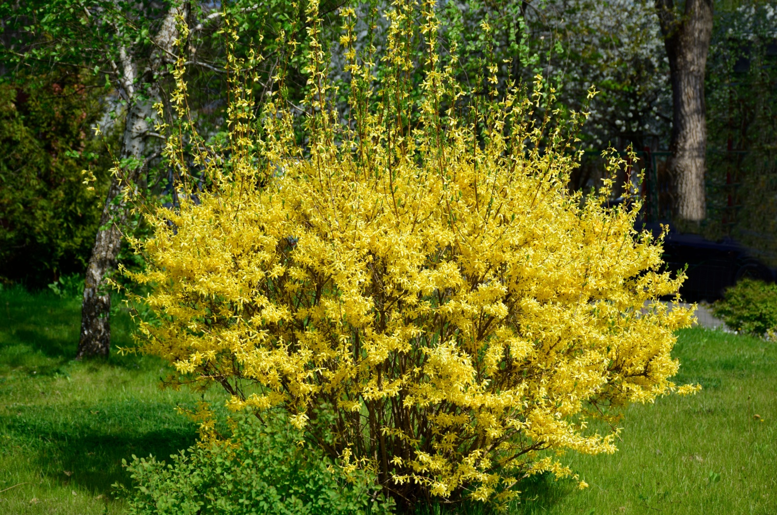 forsythia bush