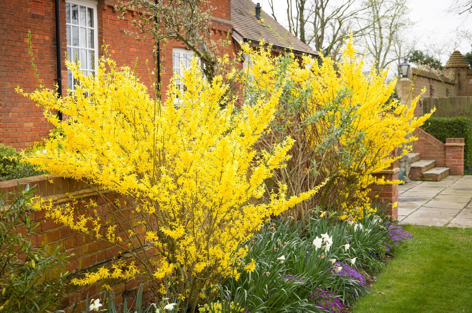 forsythia in garden