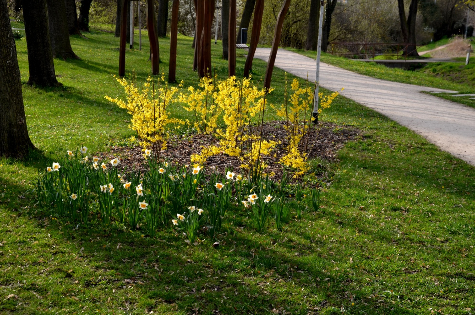 forsythia in mulch