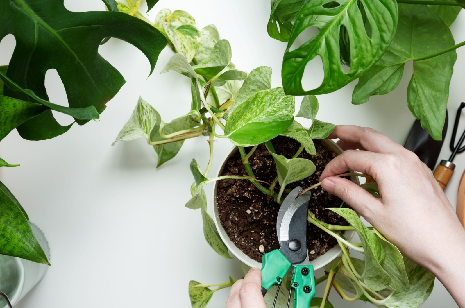 gardener cutting pothos plant