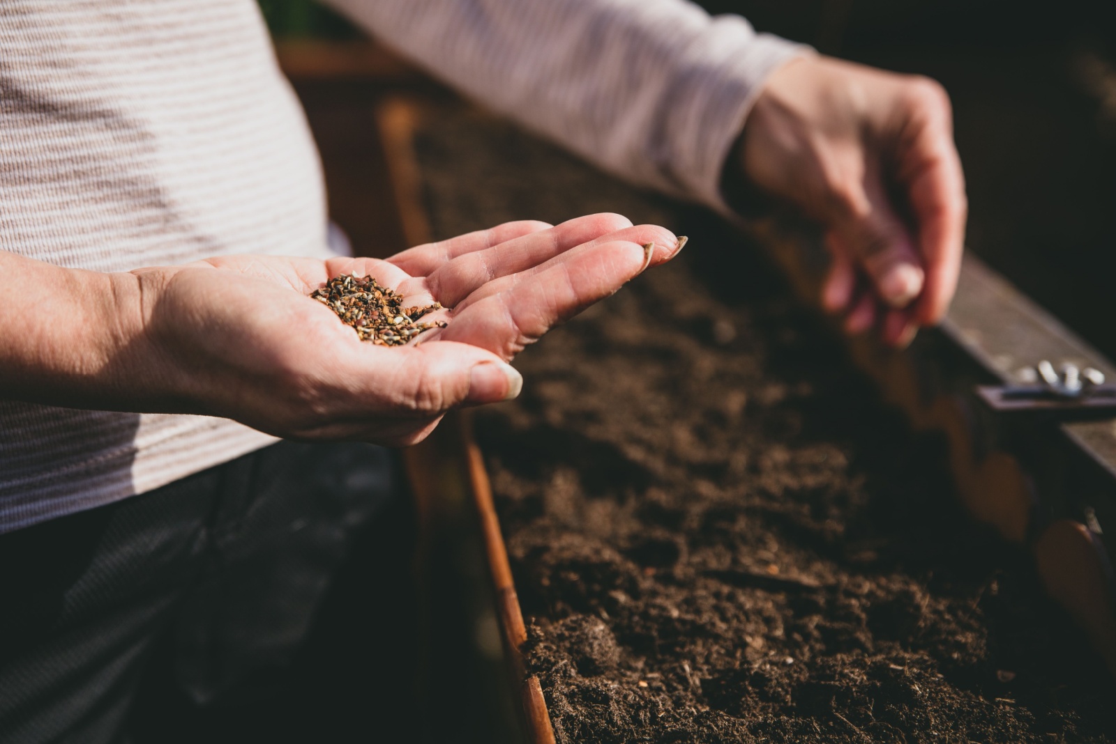 gardener planting seeds