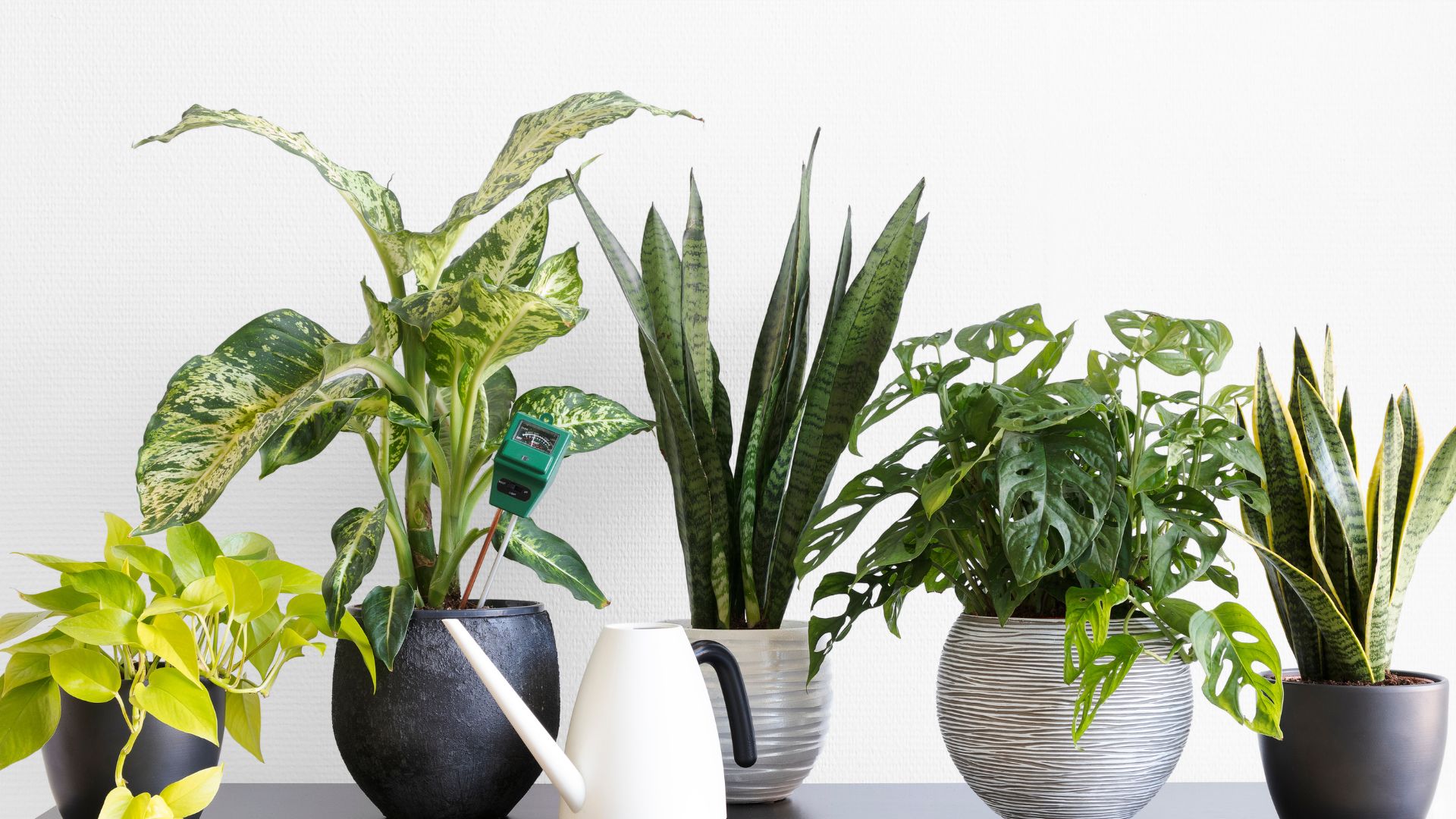 27 Houseplants That Can Help Cool Your Home During A Heat Wave