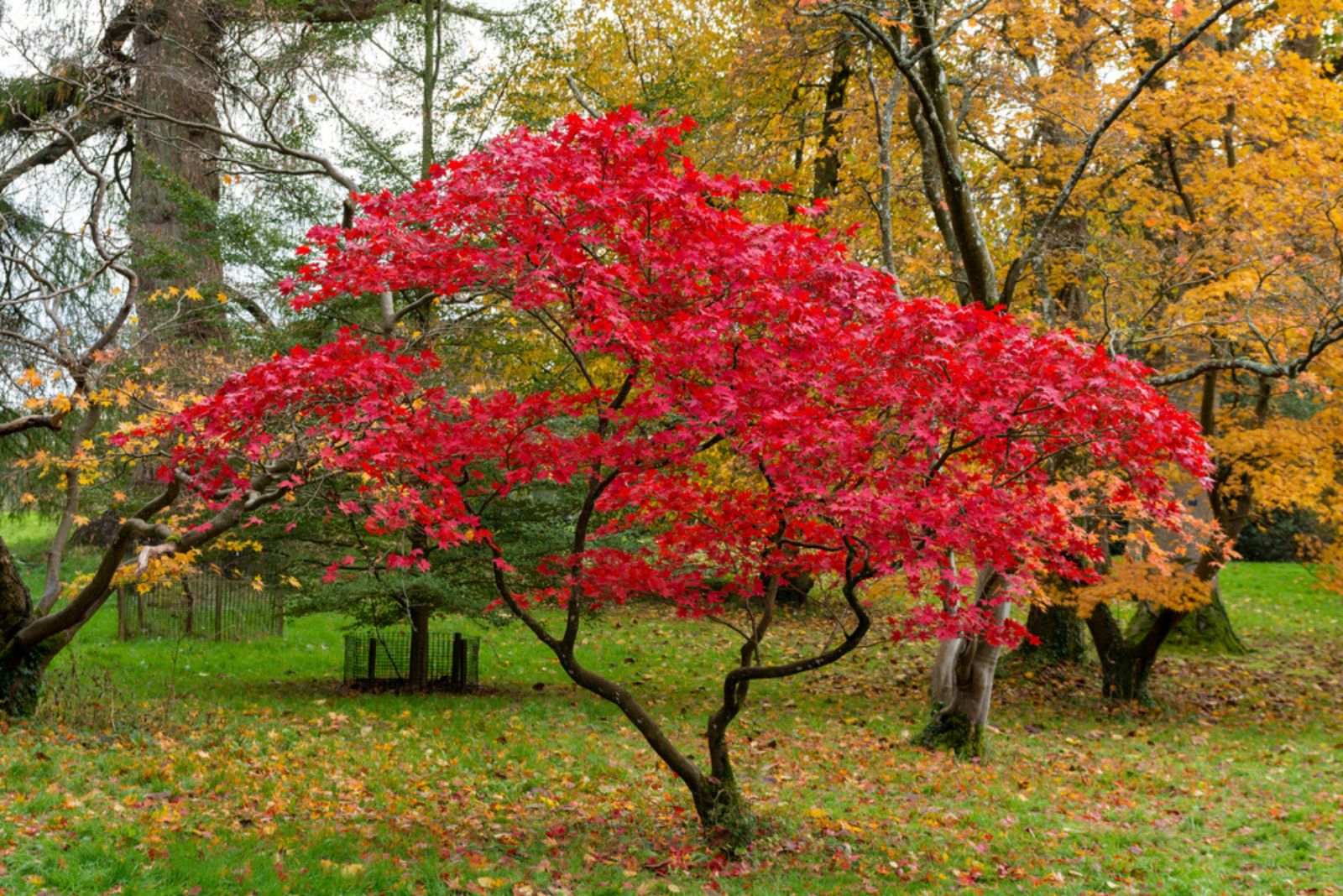 japanese maple tree