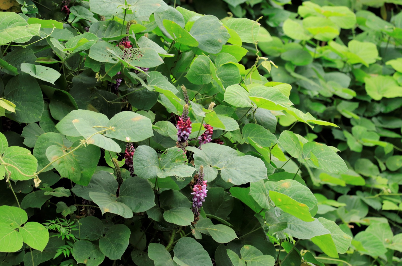 kudzu plant