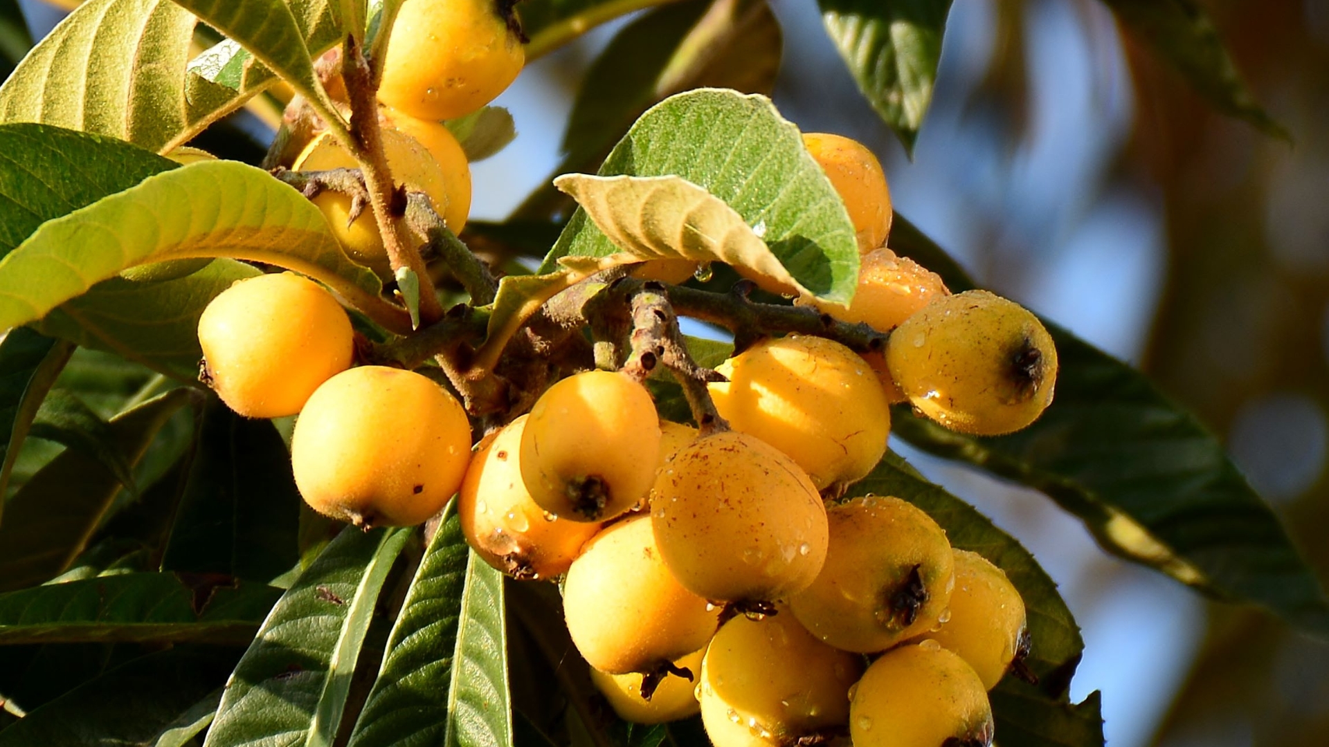 loquat tree