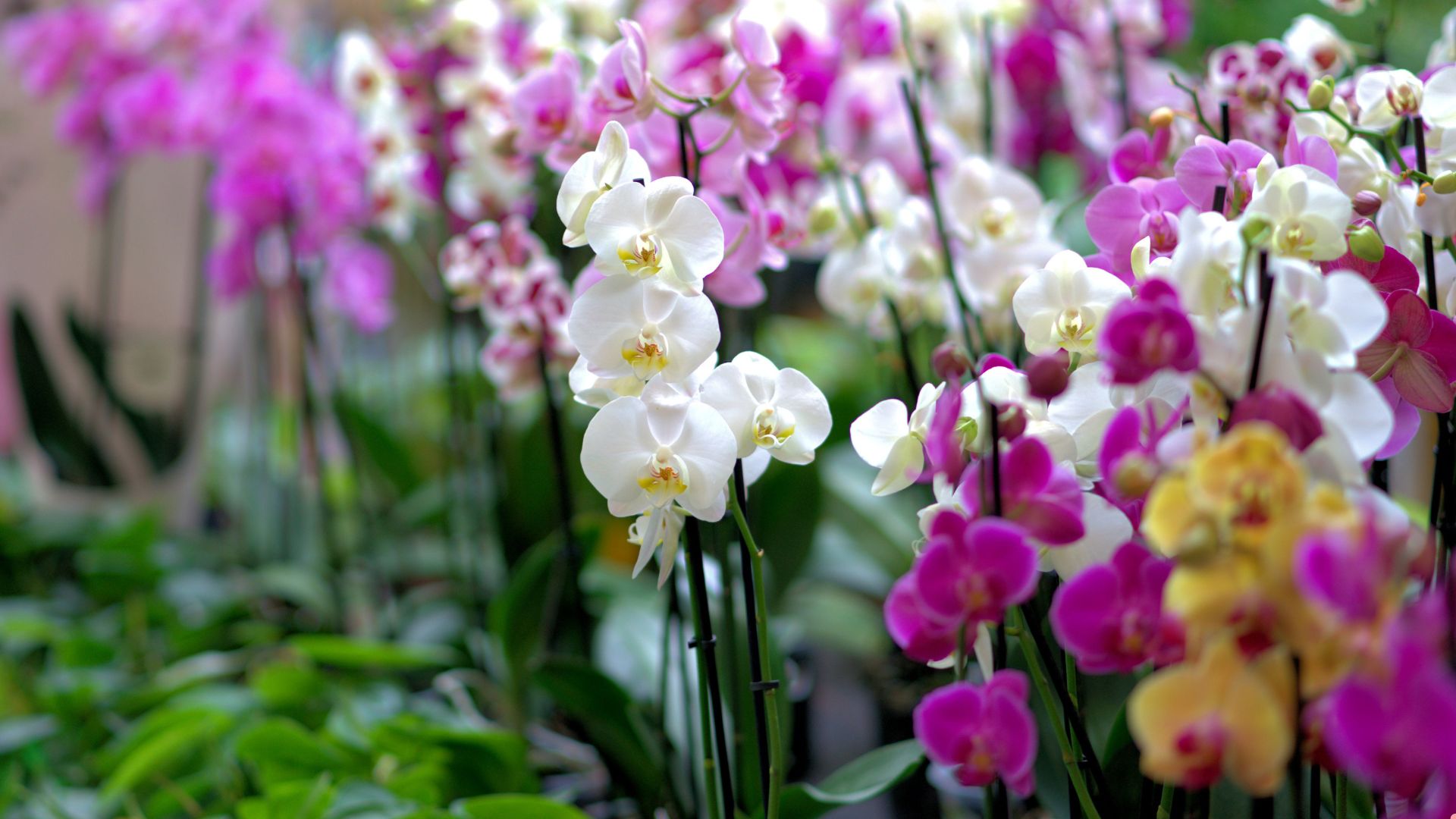 29 Types Of Orchids You Can Grow And Keep