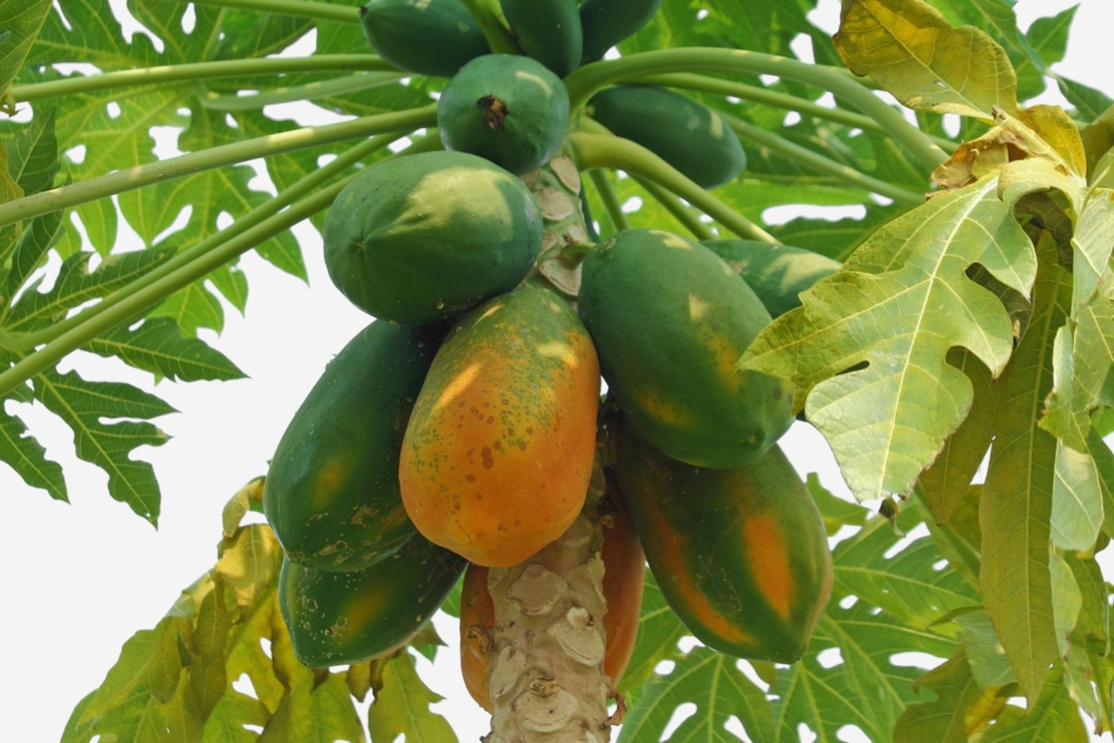 papaya tree