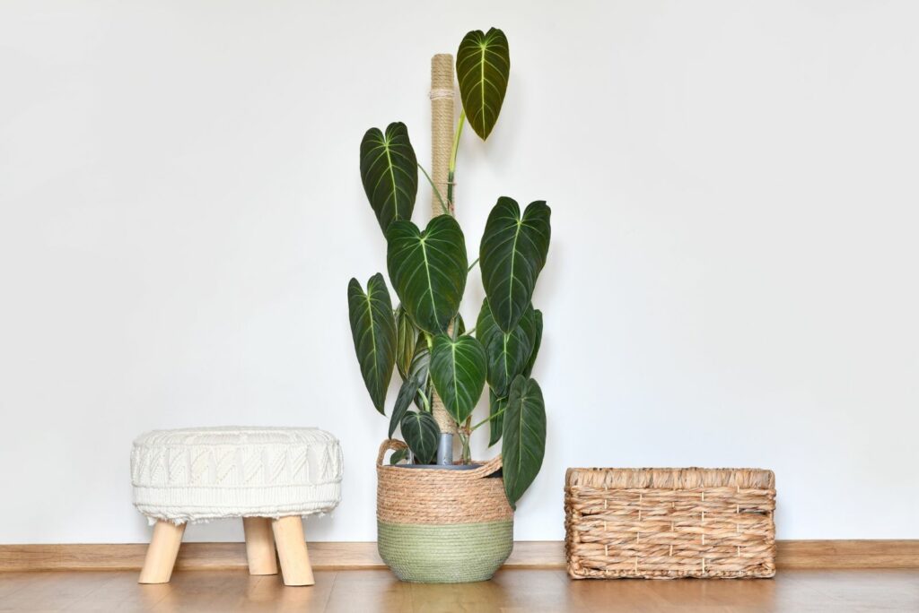 philodendron in a pot on the floor